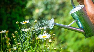 Gardening myths revealed – 11 common tips debunked