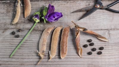 How to harvest sweet pea seeds – expert advice for saving and storing seeds