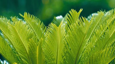 Why is my sago palm turning yellow – 4 common issues and solutions for houseplant success