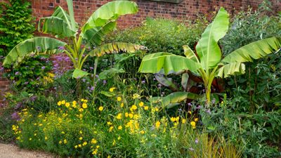 How to grow a banana plant and add some tropical chic to your garden