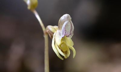 ‘Holy grail’ ghost orchid rediscovered in UK for the first time since 2009