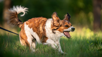 Got a reactive dog? Here's how to make walk time less stressful, according to a trainer