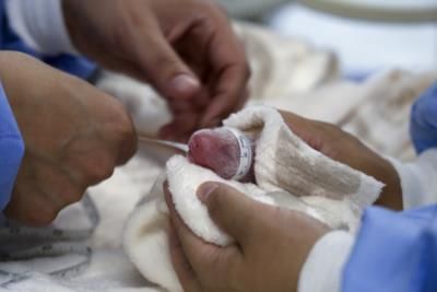 Berlin Zoo's Panda Twins Thriving With Human Help