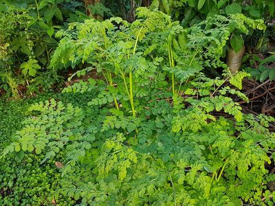 Best Moringa Supplements And Reasons To Include It In Your Diet