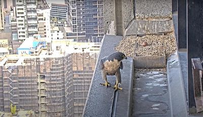 New peregrine in town: female falcon becomes latest to nest atop Melbourne skyscraper