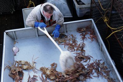 Climate change is killing off crabs