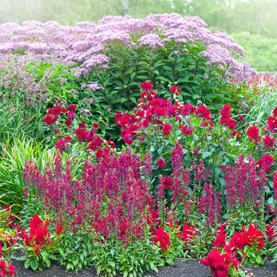 Taking salvia cuttings – everything you need to know about replenishing your garden with beautiful blooms