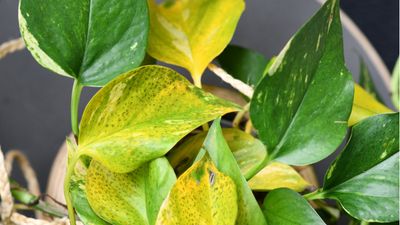 Why is my pothos turning yellow? 9 common causes and how to fix them