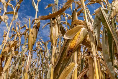 Corn sweat: crop moisture amplifies humidity and heat in US midwest