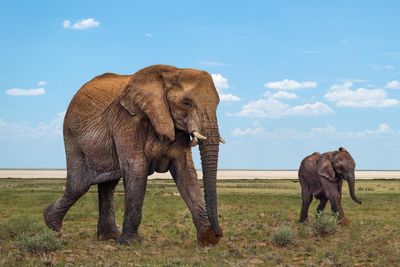 Namibia will cull 83 elephants and 30 hippos to distribute meat to people hit by drought