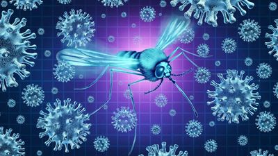 Top mosquito-borne illnesses that are spreading in the US