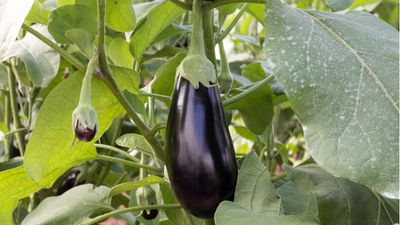 When to pick eggplant – for a big harvest of this flavorful kitchen ingredient