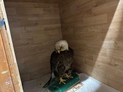 A bald eagle was shot in the beak – but a care team in Missouri is hopeful it can be saved