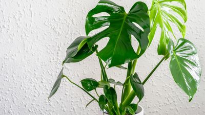 How to care for a monstera plant indoors – 9 tips to help it thrive in your home