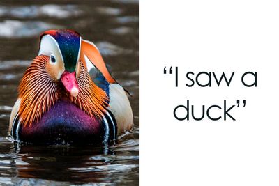 “I Saw A Duck”: 86 Hilariously Trivial Reasons That Made Pregnant Women Bawl