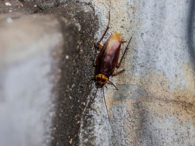 New Zealand tenants kept up at night by cockroach infestation awarded £5,600