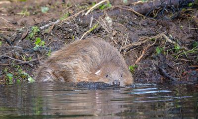 ‘Beaver-bombing’: unauthorised rodent releases on the rise in English rivers