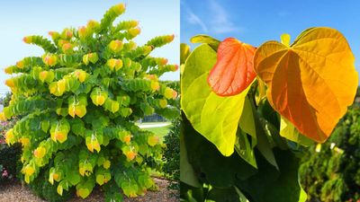 This Striking "Ombre" Tree Has Unreal-Looking Foliage That Transforms in Fall