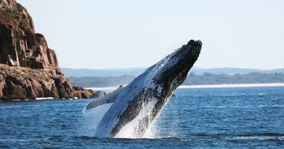 'Spectacular': mugging whales circle cruise for third day at Port Stephens