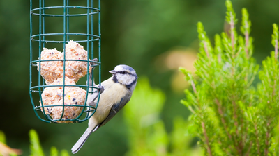 How to make bird suet in 8 simple steps