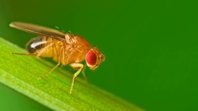 How to tell the difference between fruit flies and drain flies