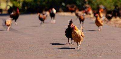 Why every island’s wildlife ends up looking alike