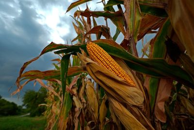 How climate change could be making Midwest summer's 'corn sweat' stickier