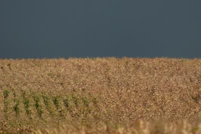 Climate Change Driving Increase In Corn Sweat