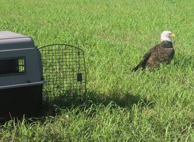 ‘Injured’ Missouri bald eagle actually ‘too fat to fly’ after gorging on raccoon