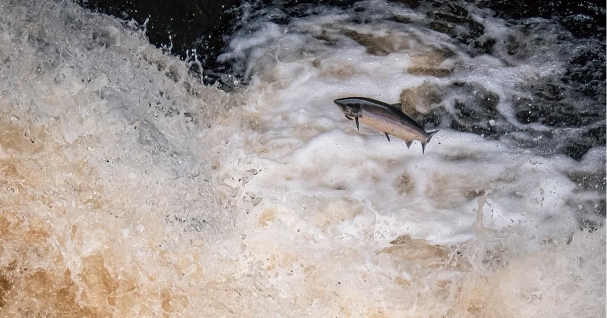 Scottish university project shows success in efforts…