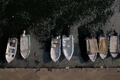 Race to stop river of dead fish as stench hits popular Greek tourist spot