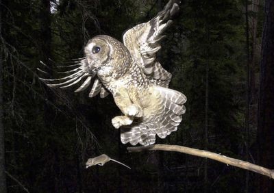 Killings of invasive owls to ramp up on US West Coast in a bid to save native birds