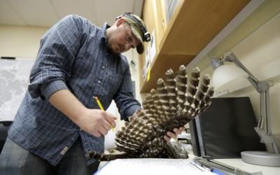 Efforts To Save Native Owls By Removing Invasive Barred Owls