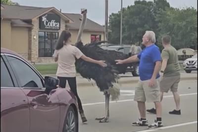 Ostrich Halts Traffic In Sioux Falls, Safely Rescued