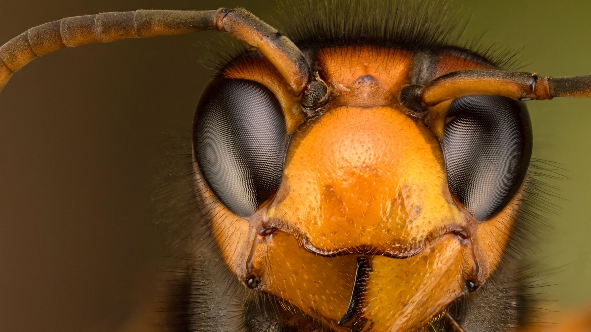 Three hikers hospitalized after giant hornet attack in…