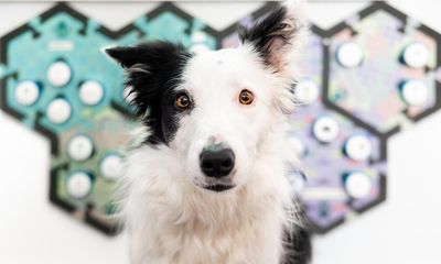 Humans can communicate with dogs using soundboards, study suggests
