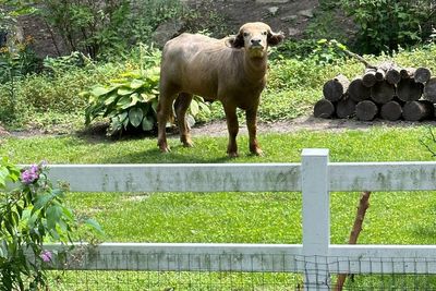 Water buffalo corralled days after it escaped in Iowa suburb and was shot by police