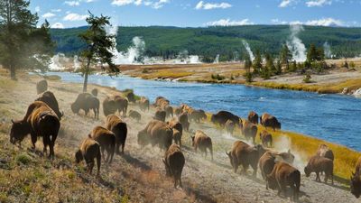 ‘They’re mating’: There is a new wildlife safety warning in national parks