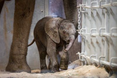 A second elephant calf in 2 weeks is born at a California zoo
