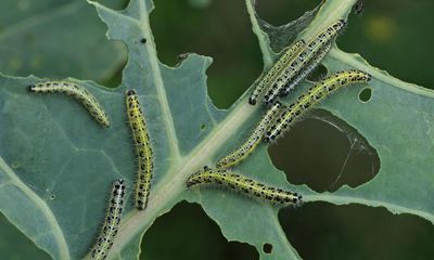 Butterflywatch: large white caterpillars thrive on perennial kale