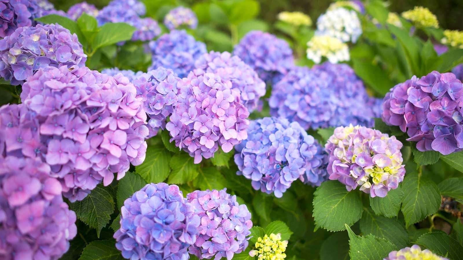 How to change the color of your hydrangea – tips from experts…