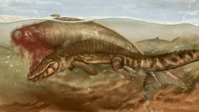 Ancient sea cow was killed by prehistoric croc then torn apart by a tiger shark