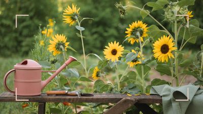 Experts reveal how to harvest sunflower seeds successfully to grow more glorious flowers next year