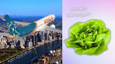 New Airline ‘Koala Air’ Plans On Starting In Australia, So Will It Last Longer Than This Lettuce?