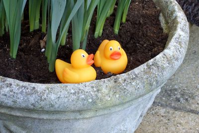 Guy Hides 200 Ducks In His Mom’s House To Get Back At Her For Junk, His “Revenge” Backfires