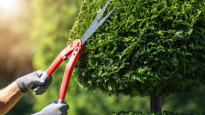 When is the best time to cut topiary? Expert tips for maintaining this sculptural garden feature