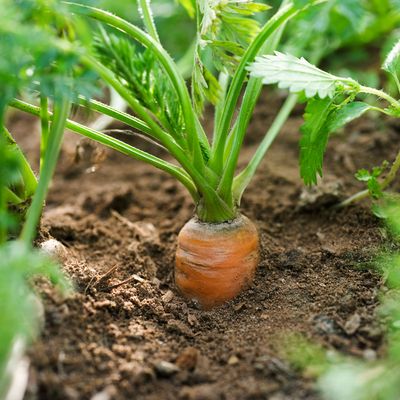 How do I know when my carrots are ready to harvest? Key signs that indicate when to pick