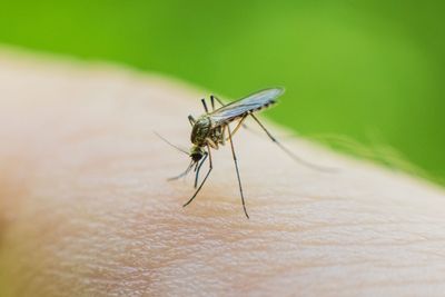 How deadly is "triple E" mosquito virus?