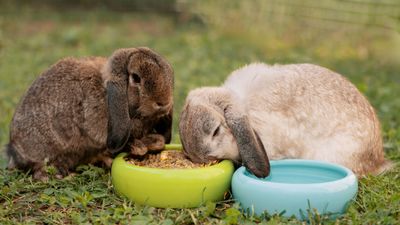 32 things rabbits shouldn't eat