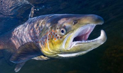 ‘Like doomsday’: why have salmon deserted Norway’s rivers – and will they ever return?